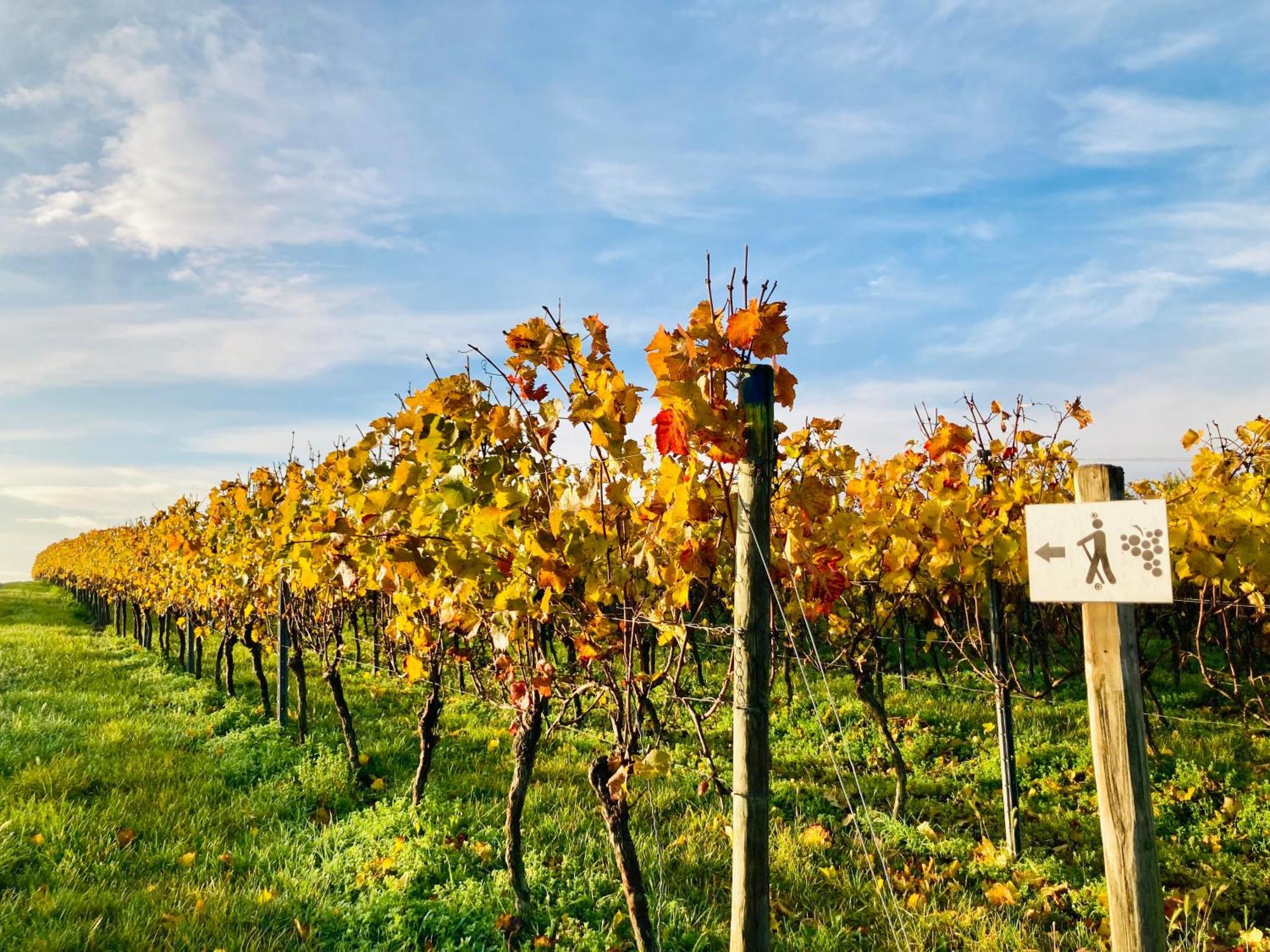Winzerhotel Kinges-Kessel Morstadt エクステリア 写真