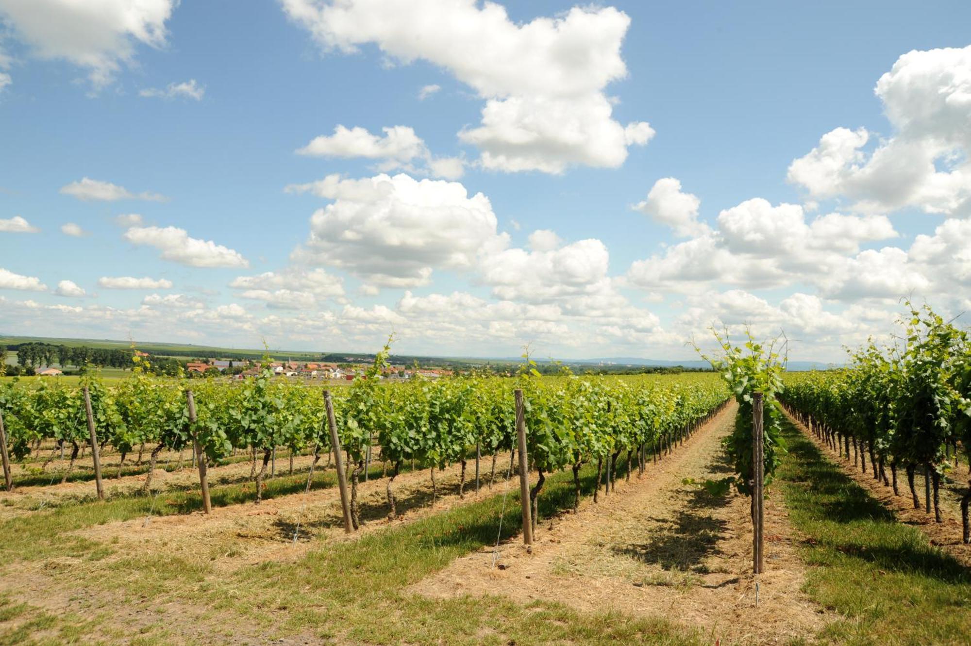 Winzerhotel Kinges-Kessel Morstadt エクステリア 写真