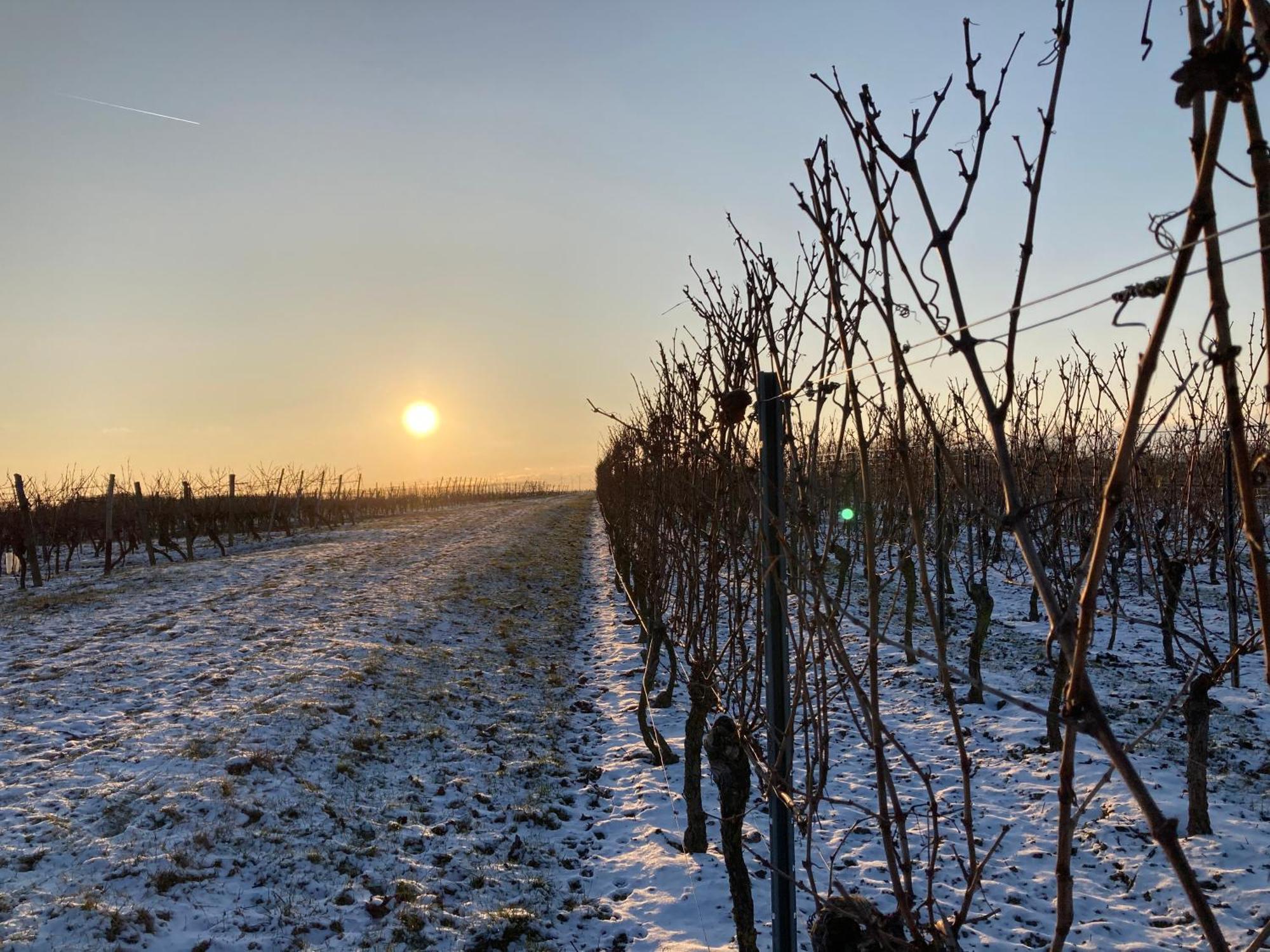 Winzerhotel Kinges-Kessel Morstadt エクステリア 写真